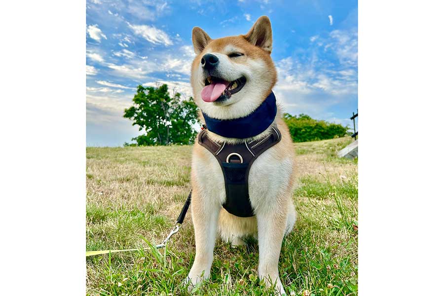 夏空をバックに笑顔のハクくん【写真提供：HAKU_shiba2020（@pinoko04680170）さん】