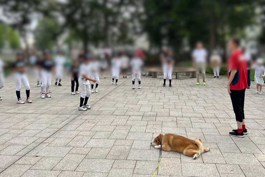 ラジオ体操中、指導者側で伏せをするハクくん【写真提供：HAKU_shiba2020（@pinoko04680170）さん】