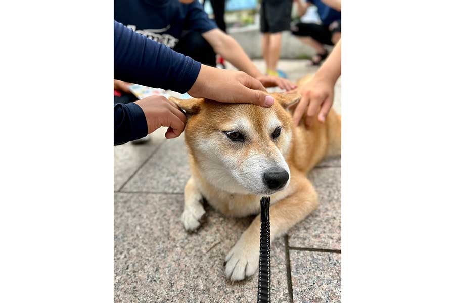 ラジオ体操が終わって、みんなに撫でられるハクくん【写真提供：HAKU_shiba2020（@pinoko04680170）さん】