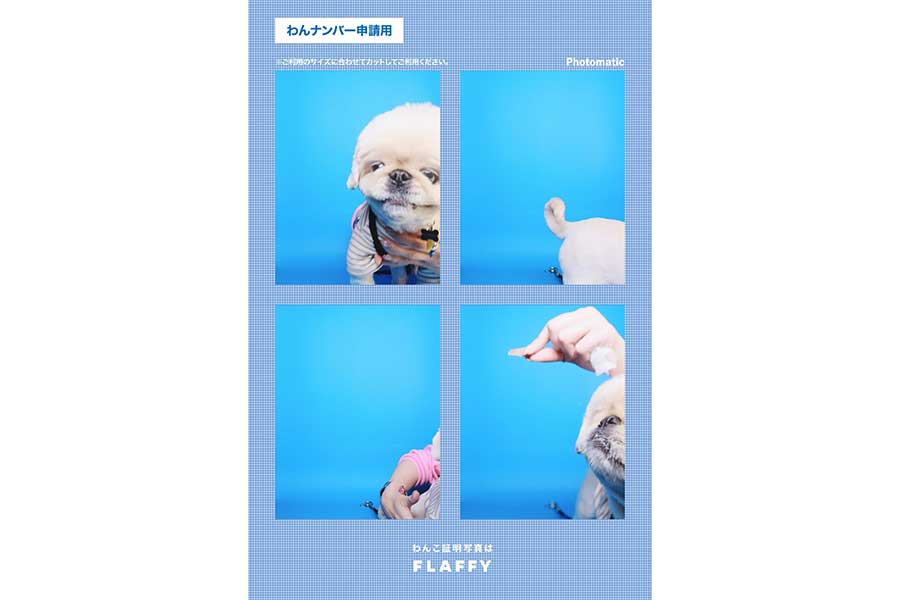 見本とのギャップを感じさせる、てんてんくんの証明写真【写真提供：てんてんの毎日（@Yeti_tenten）さん】