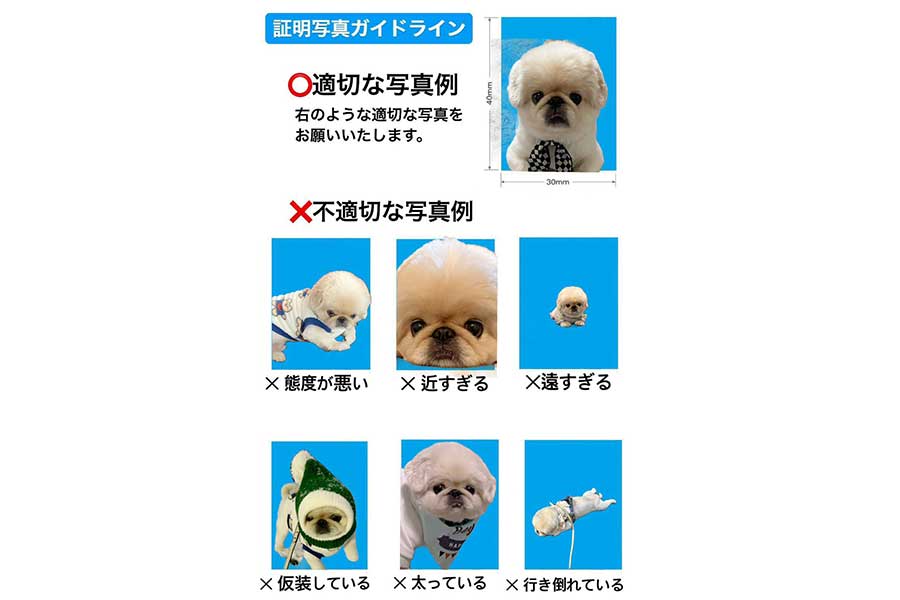 飼い主さんが作成した証明写真ガイドライン【写真提供：てんてんの毎日（@Yeti_tenten）さん】