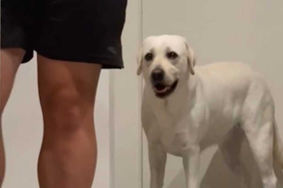 何かもらえると期待したれもんちゃん(スクリーンショット)