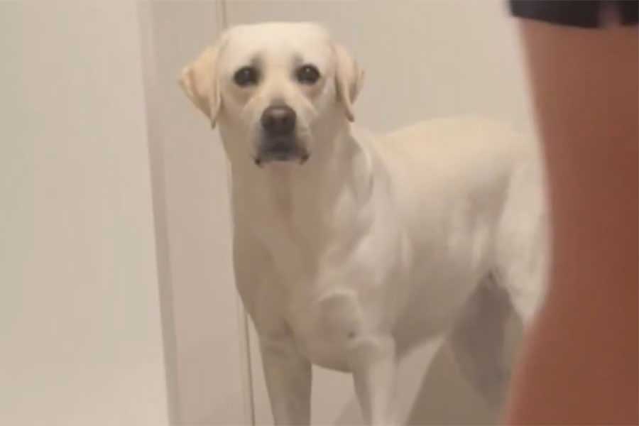 何ももらえず、切ない表情を見せるれもんちゃん(スクリーンショット)