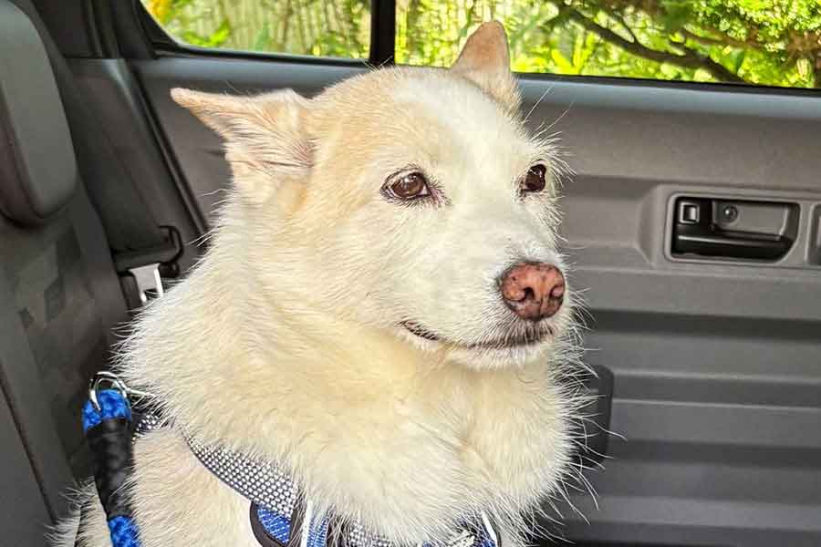 ドライブが大好きなタロウくん【写真提供：あゆみん（@tarowan630）さん】