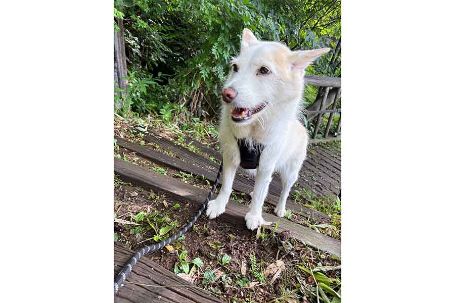 お散歩を楽しむタロウくん【写真提供：あゆみん（@tarowan630）さん】