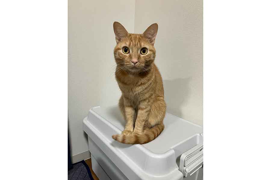 不動産会社に提出した写真。おとなしい雰囲気が漂うむぎくん【写真提供：むぎと人間（@mugitokoromo）さん】