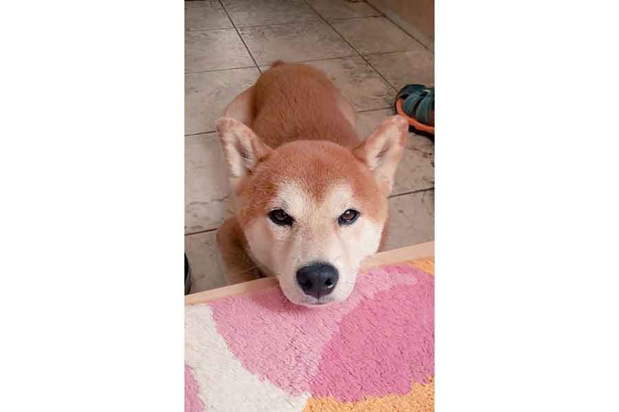 玄関でアゴのせする、しんのすけくん【写真提供：柴犬しんのすけ（@kamikamiSHIN23）さん】
