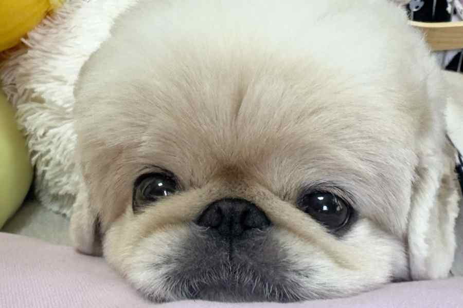 とても愛らしいペキニーズのてんてんくん【写真提供：てんてんの毎日（@Yeti_tenten）さん】