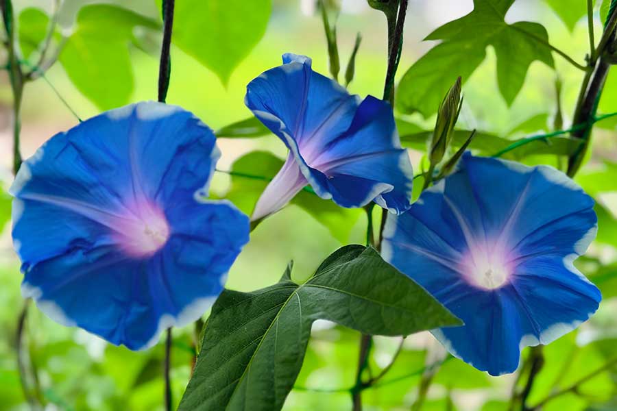 1999年から受け継がれてきたアサガオ【写真提供：こんでんえいねんしざいほう（@hiroju5555）さん】