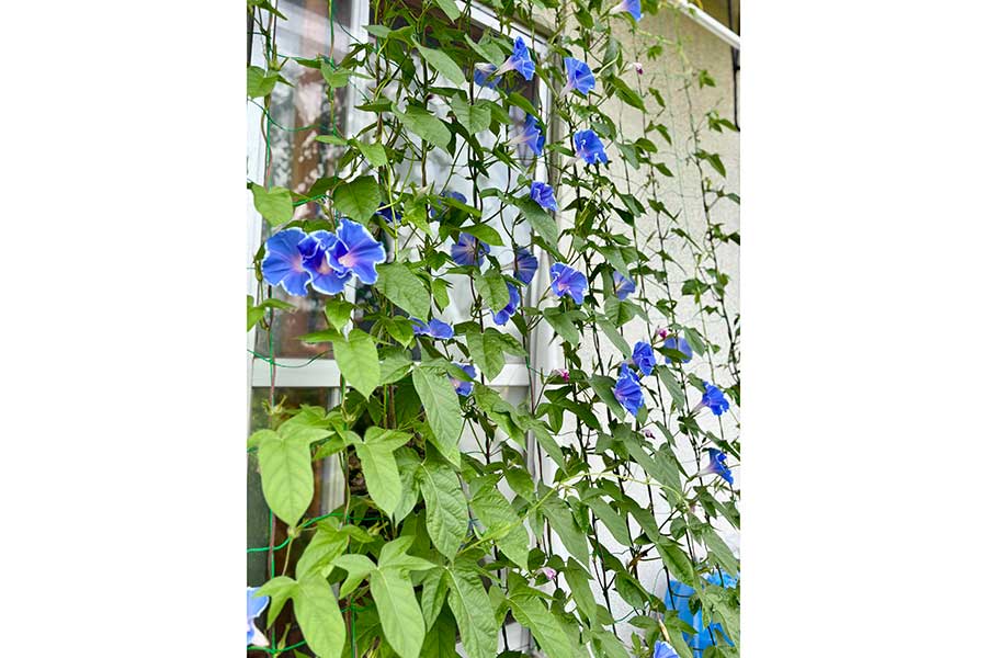 投稿者さんが朝、アサガオの香りで目覚めるほど、たくさん咲いている【写真提供：こんでんえいねんしざいほう（@hiroju5555）さん】