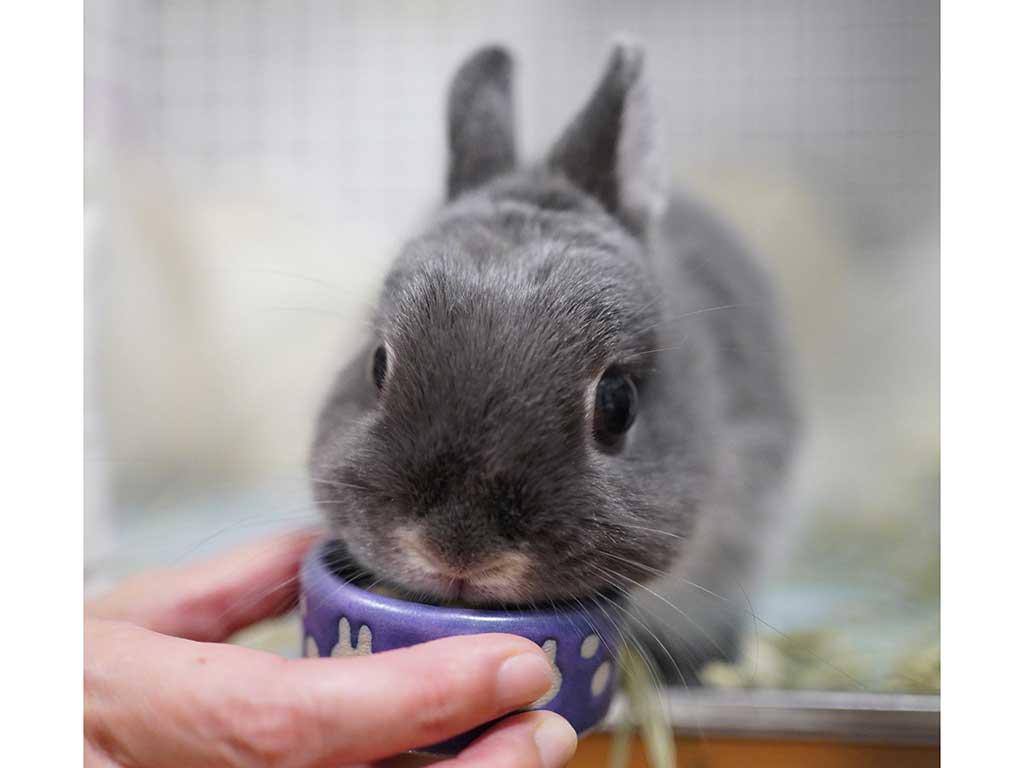 桃を食べるヴィクトリカちゃん【写真提供:kenny(@punkrabbit69)さん】