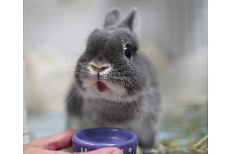 「こんなにおいしいもの、初めて!」という顔をするヴィクトリカちゃん【写真提供:kenny(@punkrabbit69)さん】