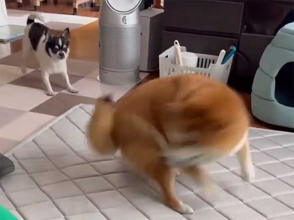 いくらちゃんの前で何度もくるくる回るあずきちゃん(スクリーンショット)