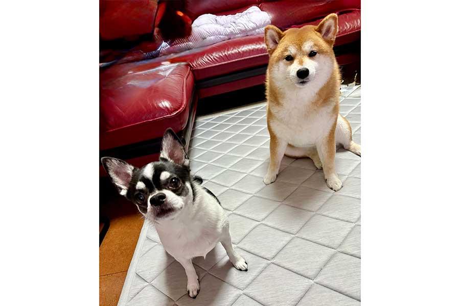 仲良くこちらを見つめる(左から)いくらちゃんとあずきちゃん【写真提供:林(@harahetta___z)さん】