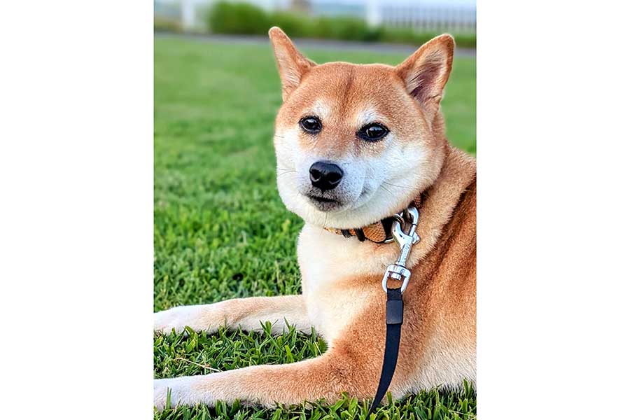芝生に座り、カメラ目線のすずちゃん【写真提供:入間川いぬ散歩会(@IrumaRiverSanpo)さん】