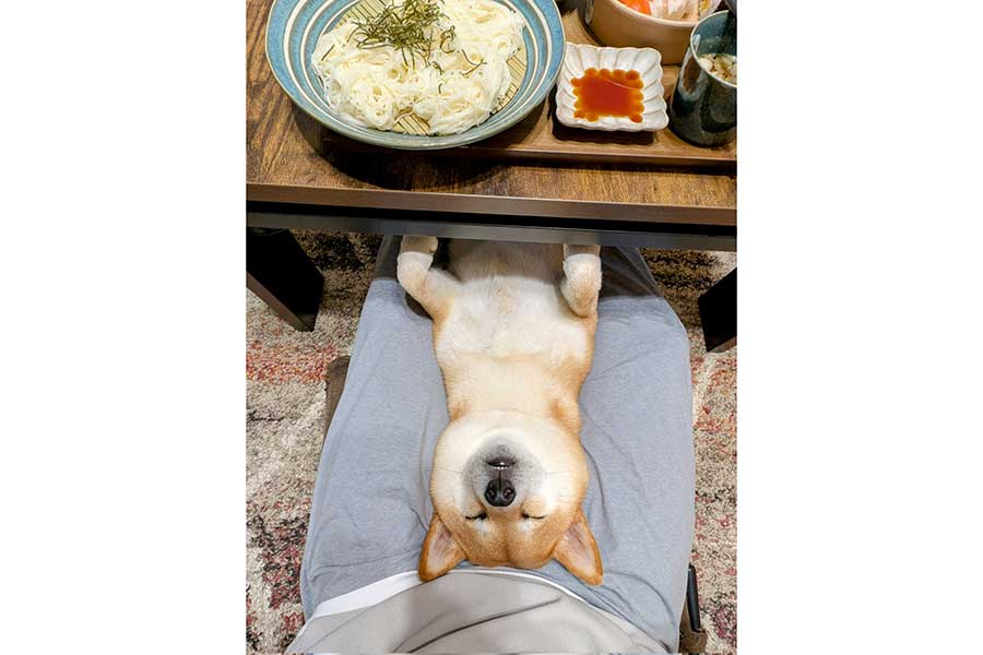夕食時、飼い主さんの膝で寝たふりをするすずちゃん【写真提供:入間川いぬ散歩会(@IrumaRiverSanpo)さん】
