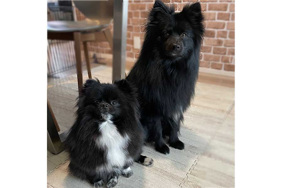 くつしたちゃん（左）とノアくん【写真提供：ノア&くつした【ぼくらはポメラニアン】（@noah_kutsushita）さん】