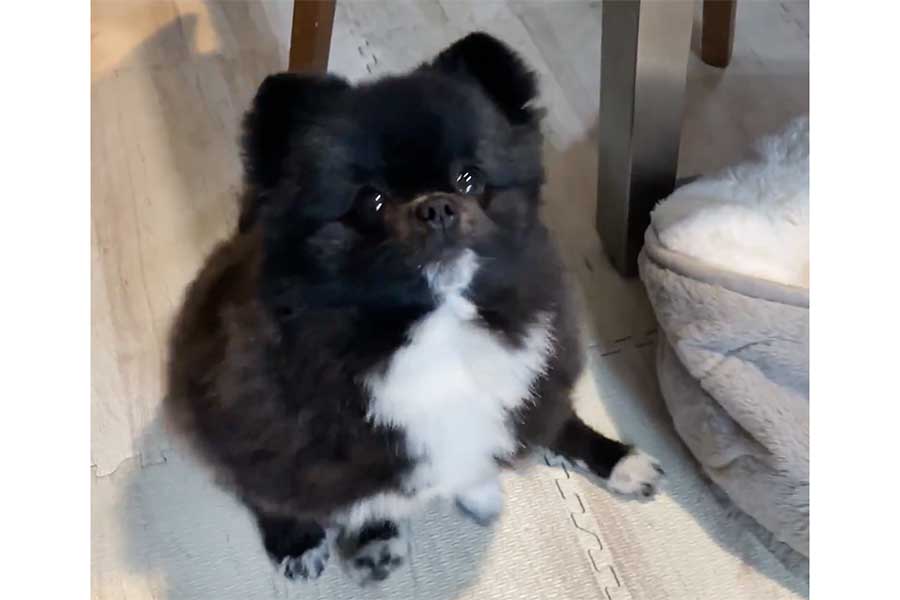 おやつに大興奮のくつしたちゃん（スクリーンショット）