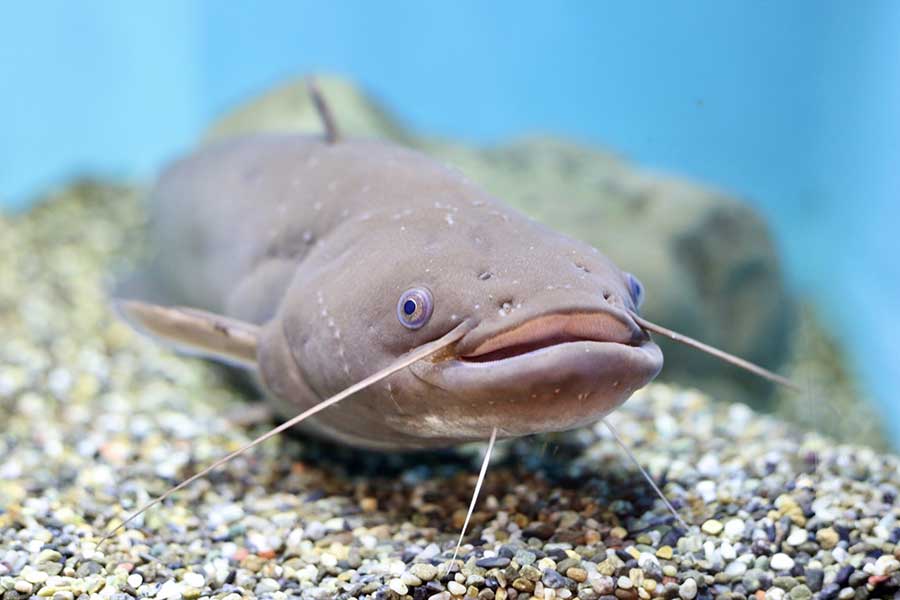日本では、食用としてなじみのあるナマズ（写真はイメージ）【写真：写真AC】