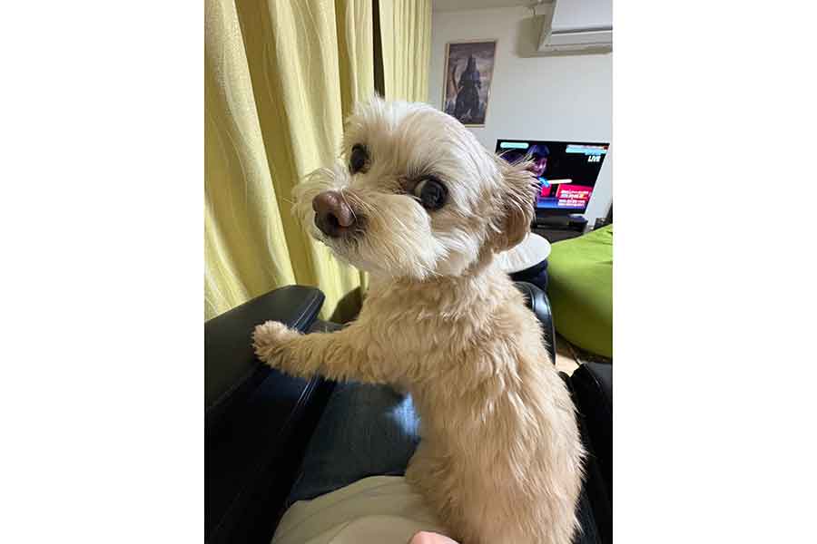 大きな瞳がかわいらしいまろちゃん【写真提供:まろこちゃん(@dekomalo)さん】