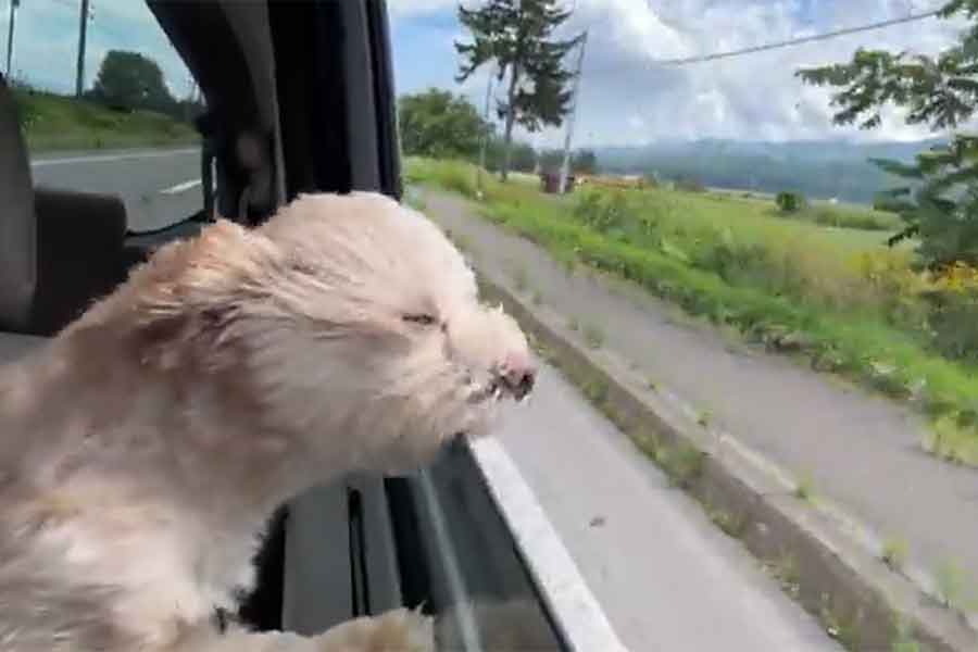 風を顔で受け止める、「何かわからない」状態のまろちゃん(スクリーンショット)