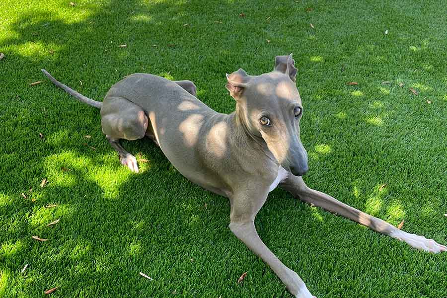 木陰で涼むプットくん【写真提供：プット（@IGGY_PUTTO）さん】