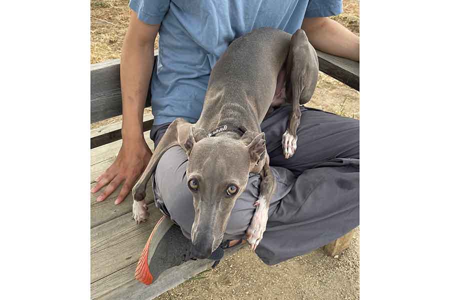 「僕の!!」とやきもちを焼いて飼い主さんの膝に座るプットくん【写真提供：プット（@IGGY_PUTTO）さん】