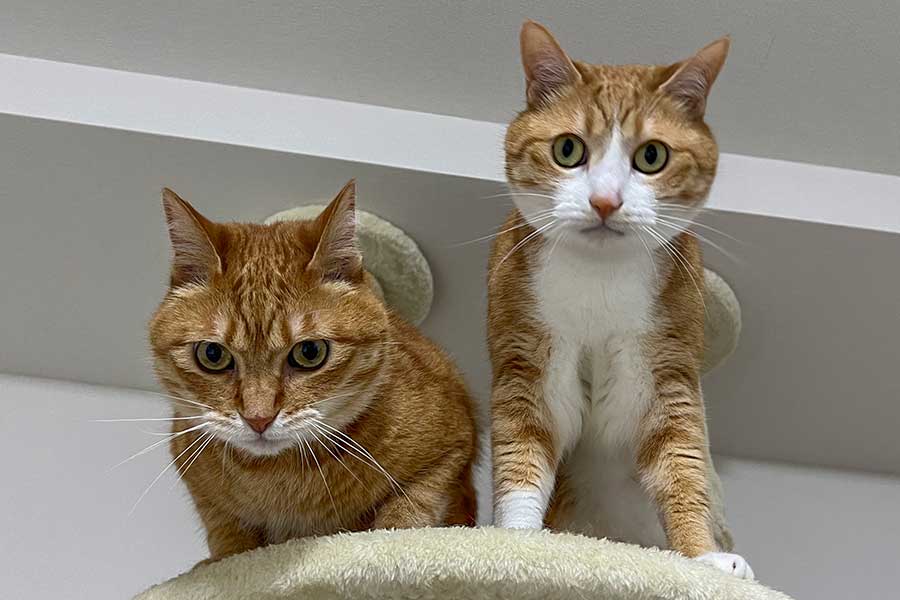 キャットタワーからこちらを見つめる（左から）カイくんとクウくん【写真提供：クウとカイ（@kunyan_kainyan）さん】