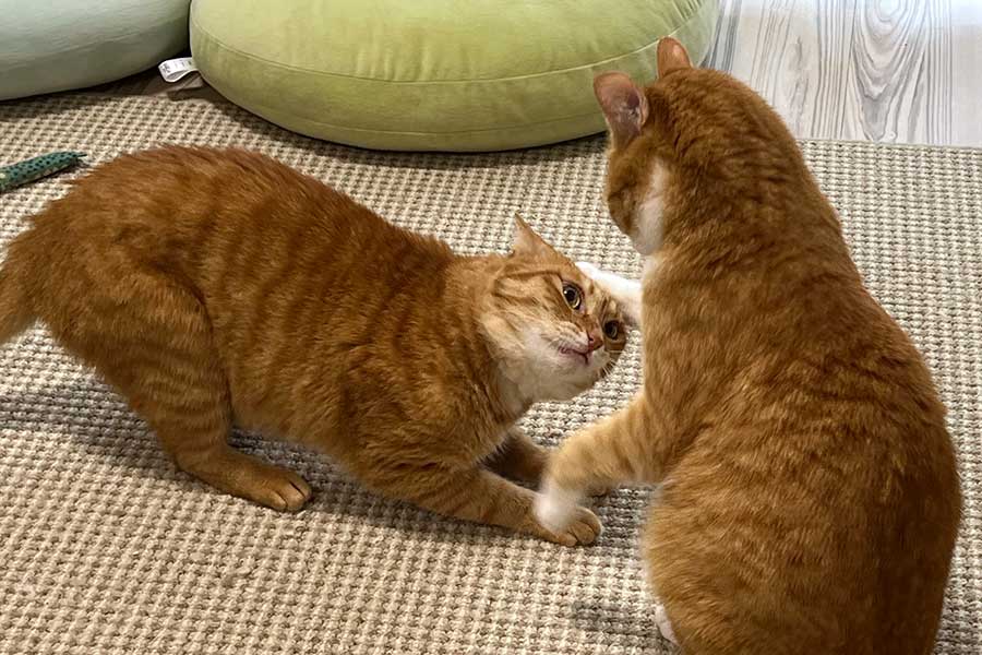 朝から兄弟げんかをする（左から）カイくんとクウくん【写真提供：クウとカイ（@kunyan_kainyan）さん】