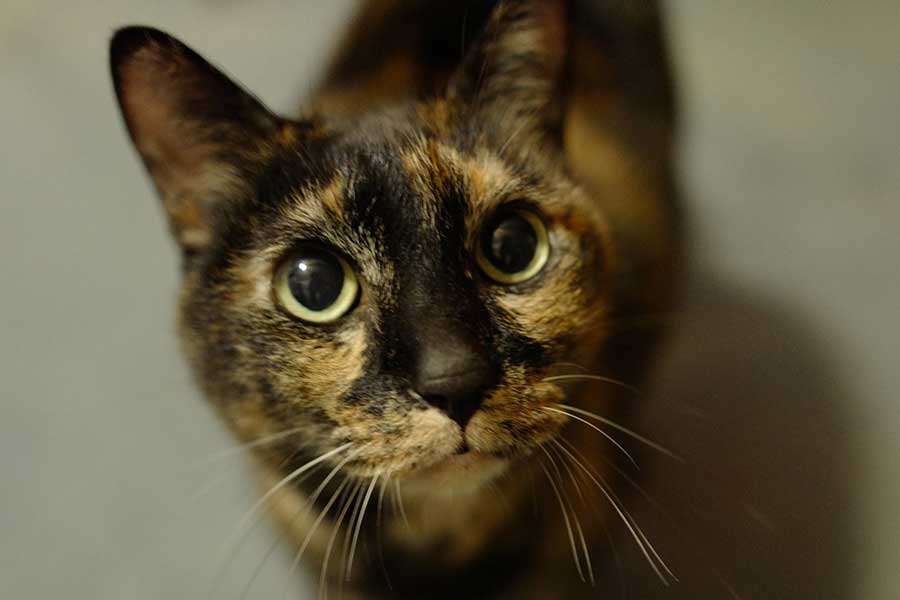 大切に育てた愛猫が、今年の1月に虹の橋へ【写真提供：アトリエpuchuco（@puchuco709）さん】