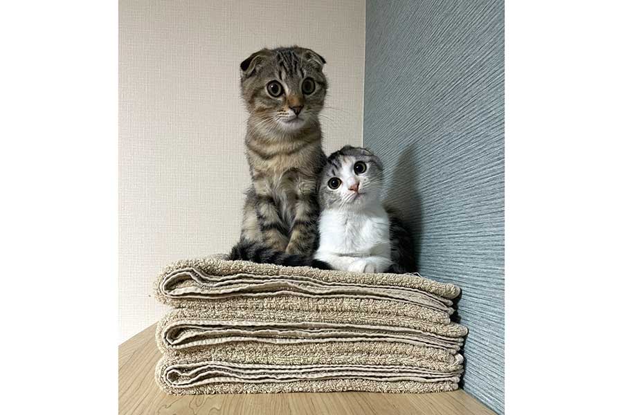 タオルの上にちょこんと座る(左から)ポテくんとサラちゃん【写真提供:猫部長(@neccobucho)さん】