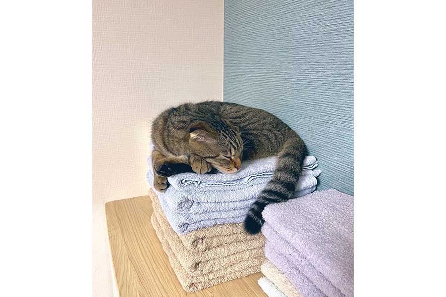 洗いたてのタオルの上で、気持ち良さそうに眠るポテくん【写真提供:猫部長(@neccobucho)さん】