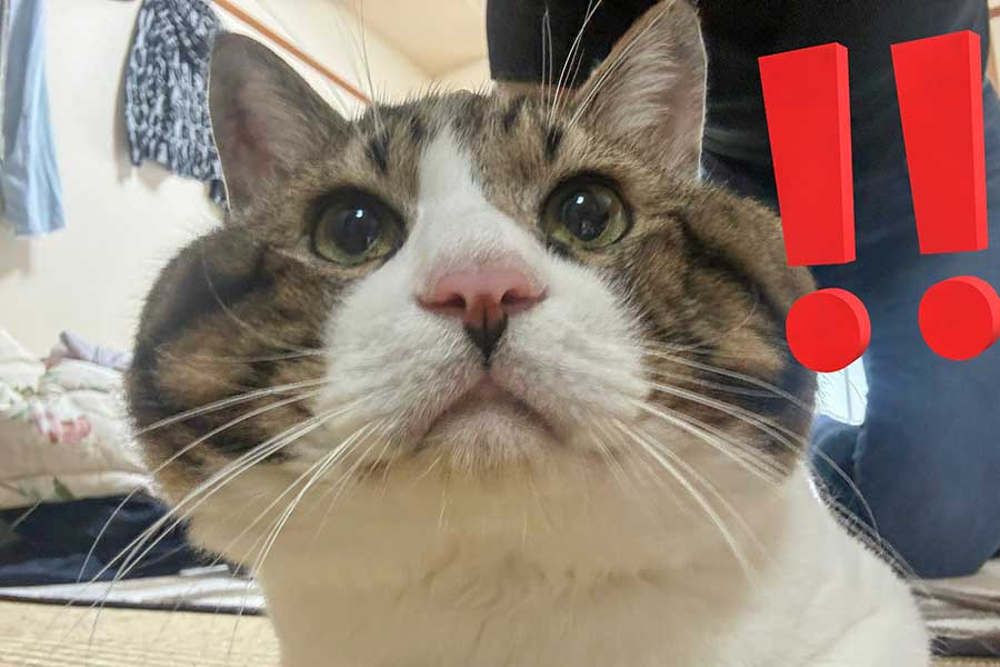 ふっくらとした顔がかわいらしい、にゃにゃくん【写真提供：三色にゃんこ（@3k___pnt）さん】