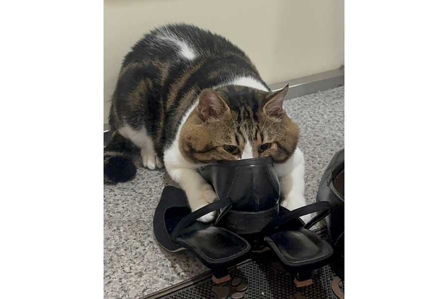 来客の靴を真剣な顔で嗅ぐにゃにゃくん【写真提供：三色にゃんこ（@3k___pnt）さん】