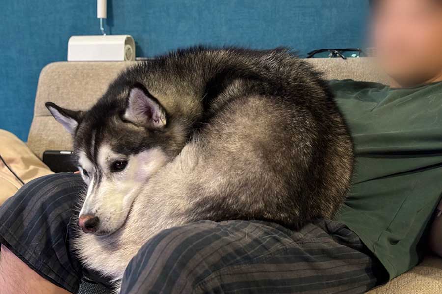 ねこのように丸くなって飼い主さんの膝に乗るムイちゃん【写真提供：ムイ（@mui_husky）さん】