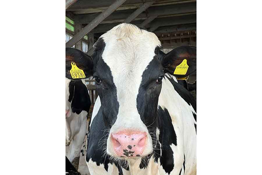 もみのきさんの働く牧場の牛【写真提供：もみのき（@mominoki_farm）さん】