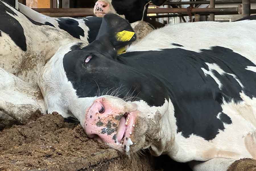 “笑劇的”な牛の寝顔を思わず撮影【写真提供：もみのき（@mominoki_farm）さん】