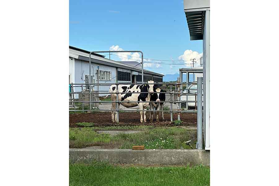 もみのきさんの作業を見守る牛たち【写真提供：もみのき（@mominoki_farm）さん】