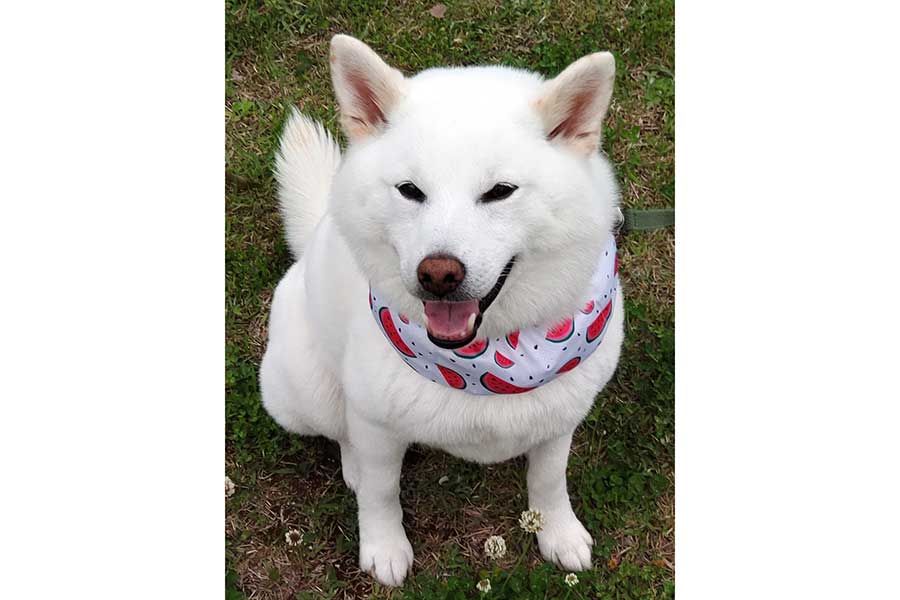 笑顔がかわいい、しろくん【写真提供：ちろ（@xYWsDRmcZE9m1g7）さん】