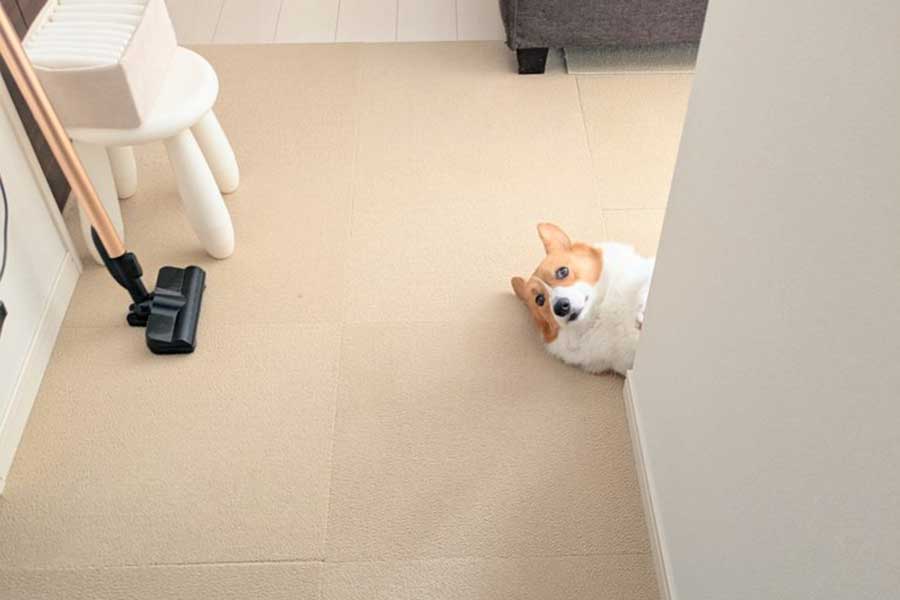 「どこ行くの？」と確認するこまちちゃん【写真提供：こまち@彩（@komachiaya_）さん】