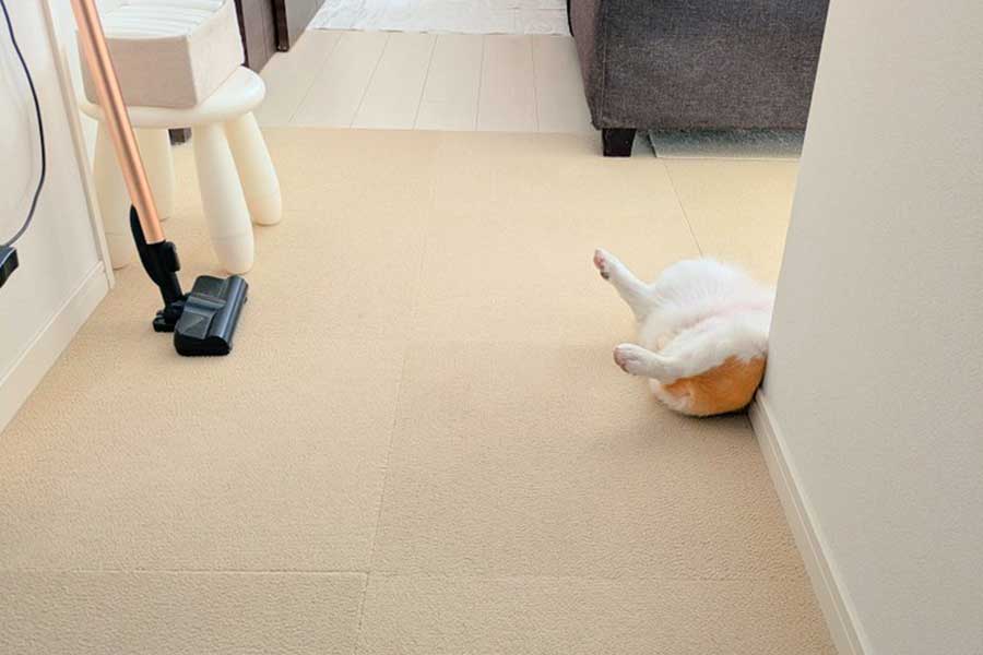 飼い主さんを“へそ天”でお出迎え【写真提供：こまち@彩（@komachiaya_）さん】