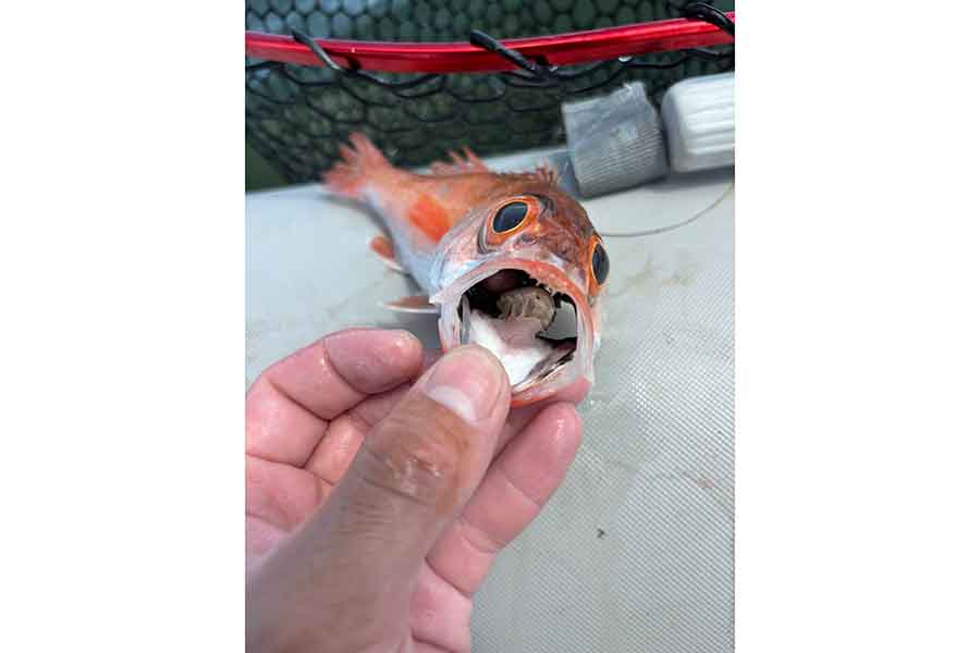 釣ったノドグロの口の中には、ウオノエという寄生虫が【写真提供：カジ（@BaKa_Ryy）さん】