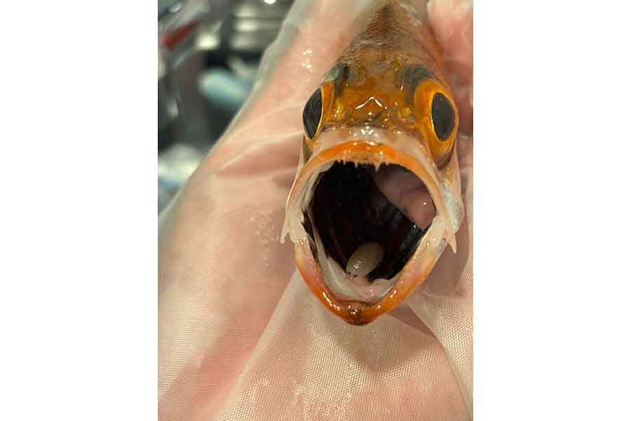 真っ黒なのどの手前には、ウオノエがもう1匹…【写真提供：カジ（@BaKa_Ryy）さん】