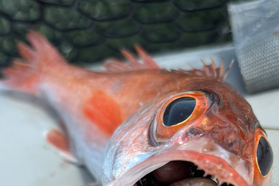 大きな目と鮮やかな色が特徴的なノドグロ【写真提供：カジ（@BaKa_Ryy）さん】