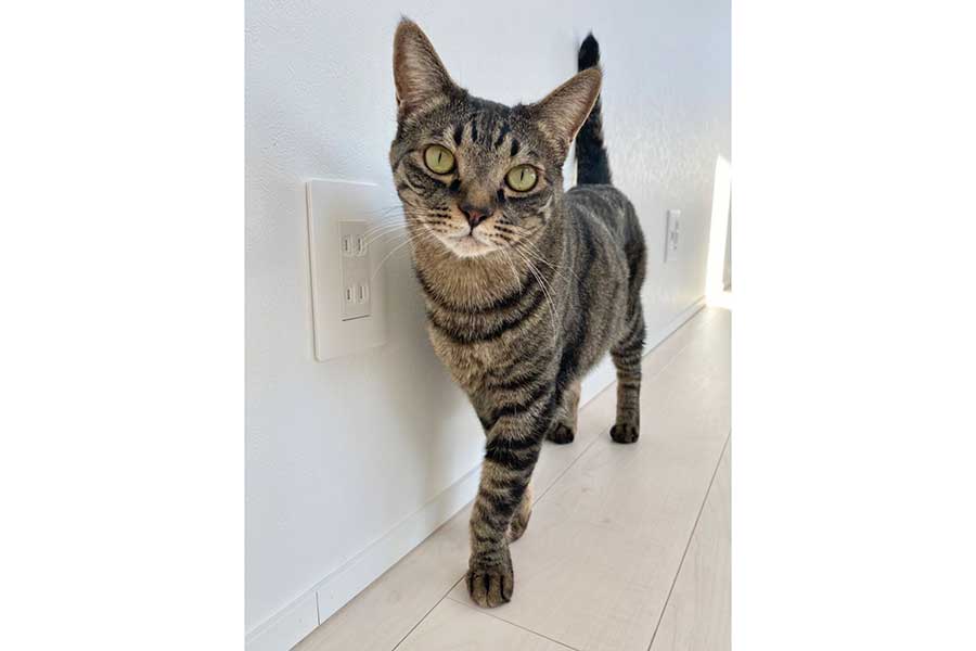 スタイル抜群のワンダーくん【写真提供:キャットアパートメントコーヒー(@CatApartment)さん】