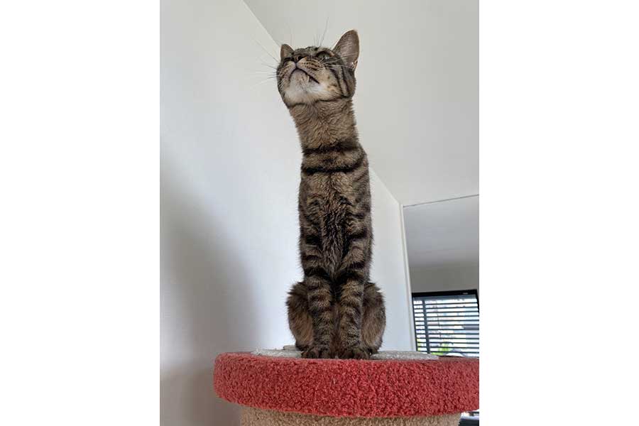 細長く、チンアナゴのような姿になったワンダーくん【写真提供:キャットアパートメントコーヒー(@CatApartment)さん】