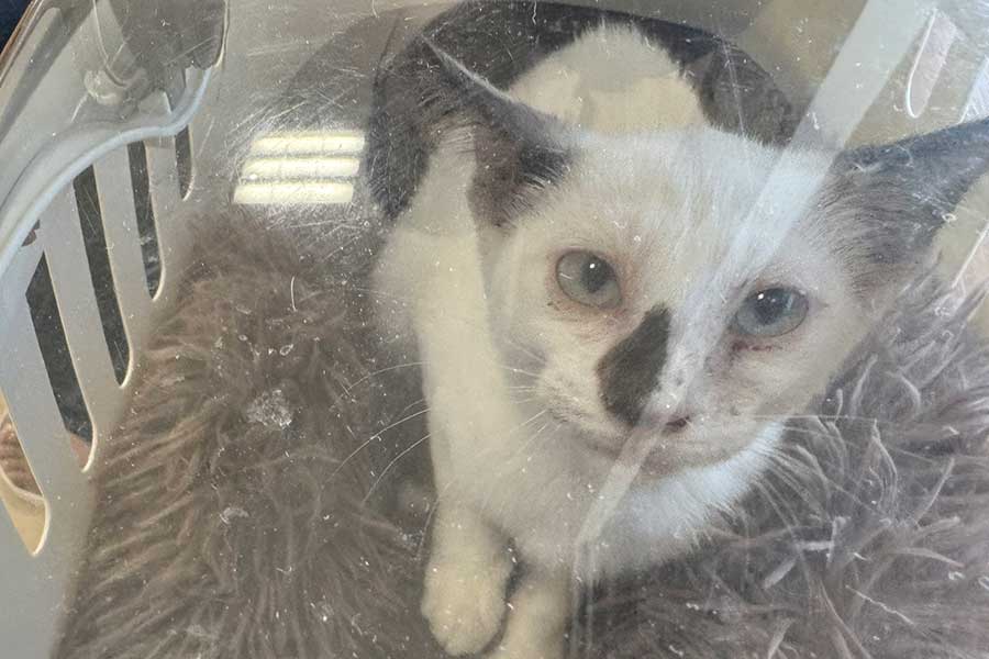 かずまさんに保護された子ねこ【写真提供：かずまさん（@99kazmax）さん】