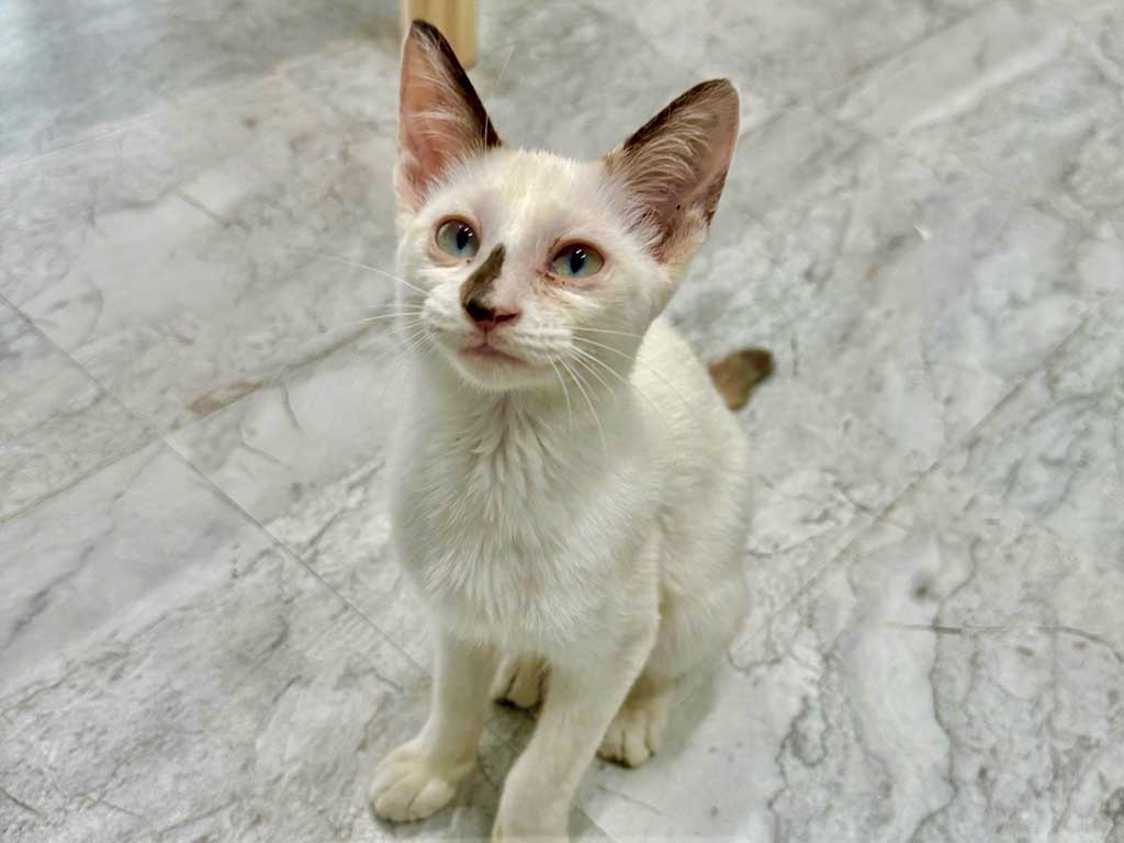 かわいらしい名前に決まったまめだいふくちゃん【写真提供：かずまさん（@99kazmax）さん】