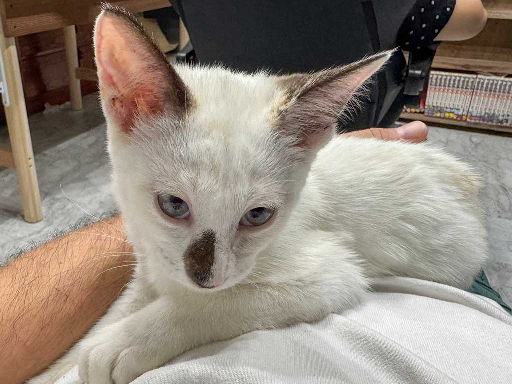 新しい暮らしに少しずつ慣れて、甘えた表情を浮かべるまめだいふくちゃん【写真提供：かずまさん（@99kazmax）さん】