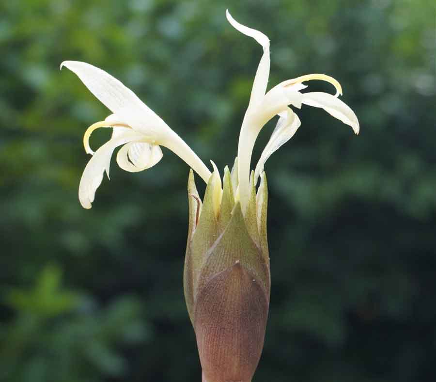 ミョウガの花（写真はイメージ）【写真：写真AC】
